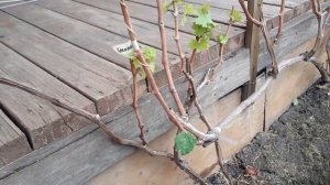 Что будет, если рано обрезать виноградный куст?