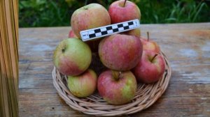 Сорт яблони - Бефорест (Beforest)