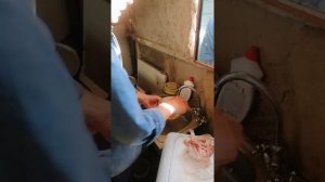 Завтрак бойщика. Готовим бычьи яйца.