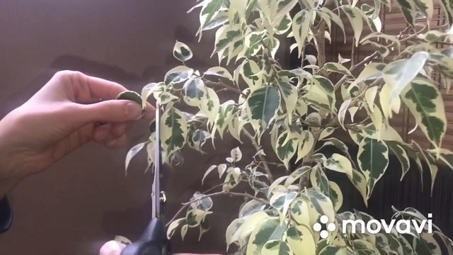 Обрезка и прищипка Фикуса Бенджамина/ формирования кроны фикуса!