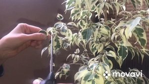 Обрезка и прищипка Фикуса Бенджамина/ формирования кроны фикуса!