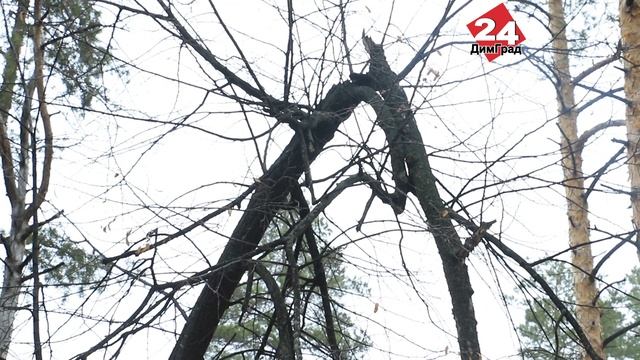 Аварийные сосны на Мориса Тореза спилят