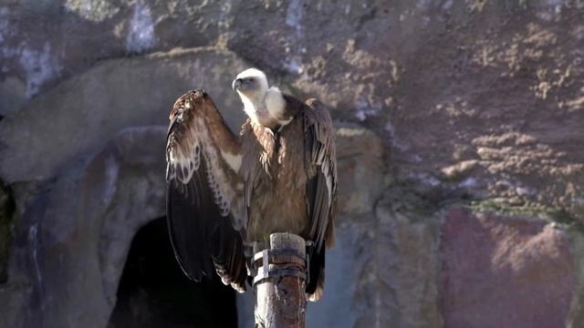 В Московском зоопарке погиб белоголовый сип смотреть онлайн