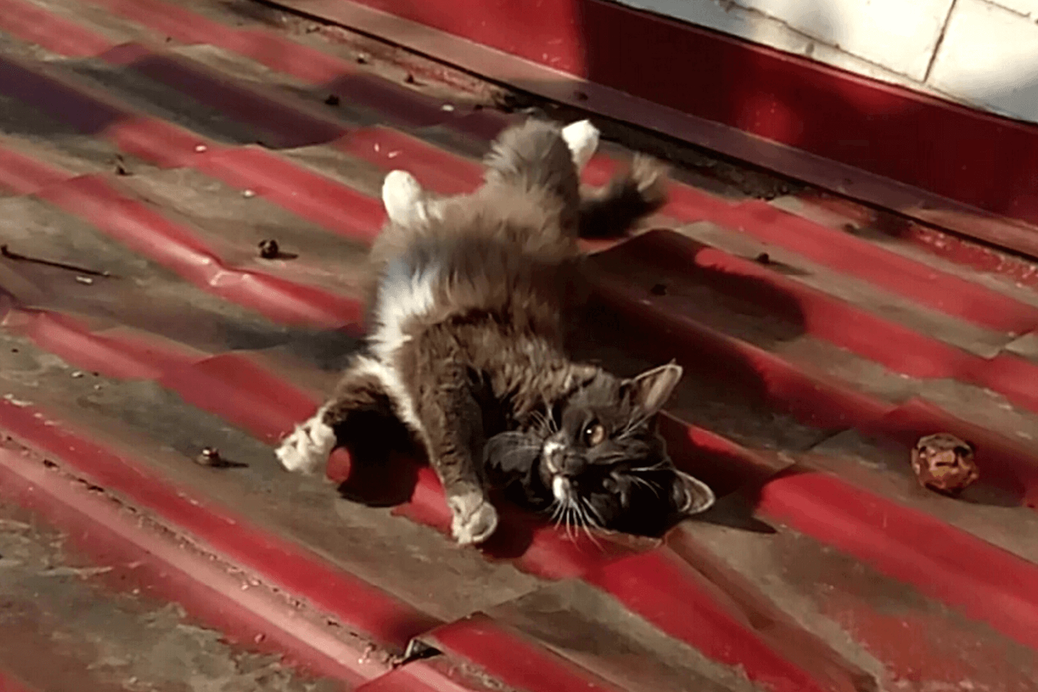 Кошечка Муся нежится на осеннем солнышке