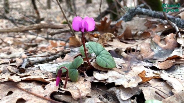 Цикламен Кузнецова - эндемик Крыма смотреть онлайн