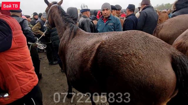 Өзгөн жылкы базары! Бээ| Байтал| Тай баалары 🥳