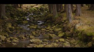 Canon XC-10 Nature 4K - Canon log - simple color correction - no grading