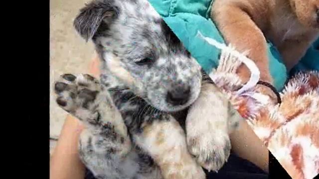 Гав гавчики смотреть онлайн