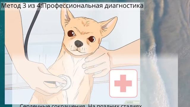 Как определить, что сука беременна - Уход за собакой смотреть онлайн