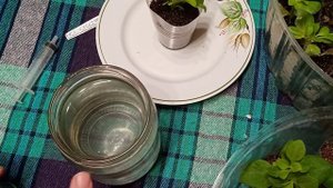 Черенки петунии осенью.Что стало с моими черенками петунии через 5 недель после укоренения  11.11.2