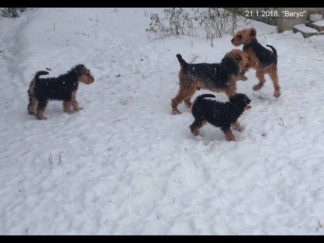 Welsh Terriers in Yemelyan winter-2018.