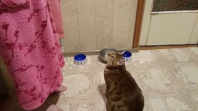 Кот выполняет команды. смотреть онлайн