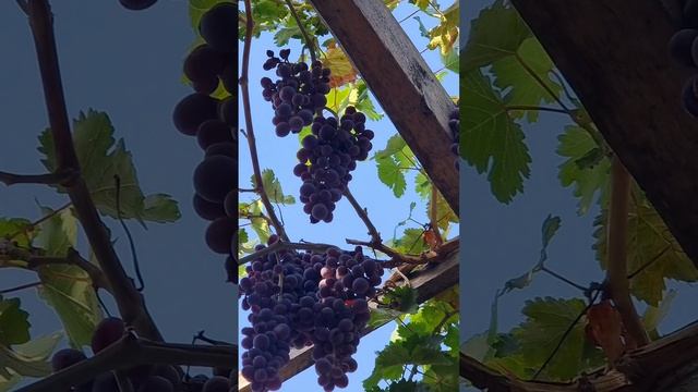 А какой виноград вы любите?
