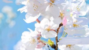 Видеоролик на песню: "Мои детские желания"