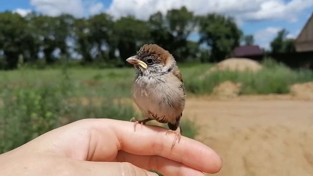 Как говорит воробей ?