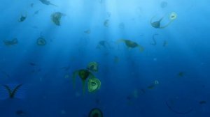 Фитопланктон