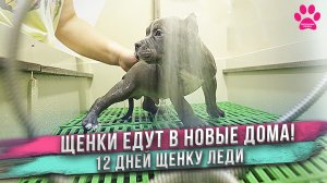 Щенки покидают питомник! Куда едут? Как их назовут? Щенку Леди 12 дней.