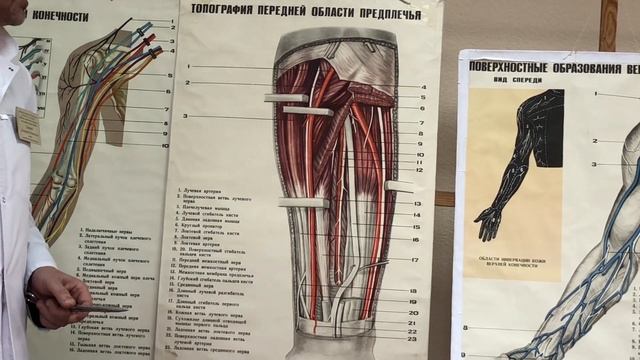 Локоть и предплечье