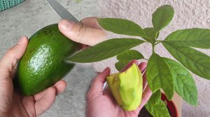 Как вырастить авокадо своими руками