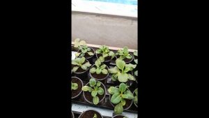 Выращивание примулы на 8 марта