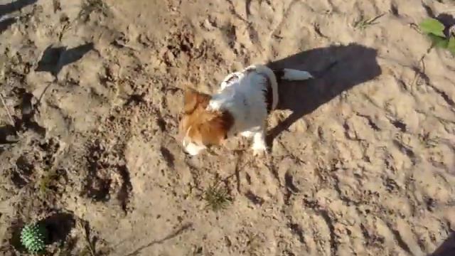 Собака Джек Рассел Терьер купается. смотреть онлайн