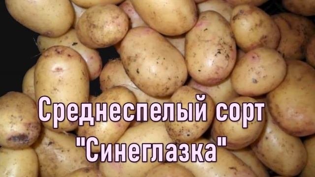 Картофель 2021. Лучшие сорта картофеля