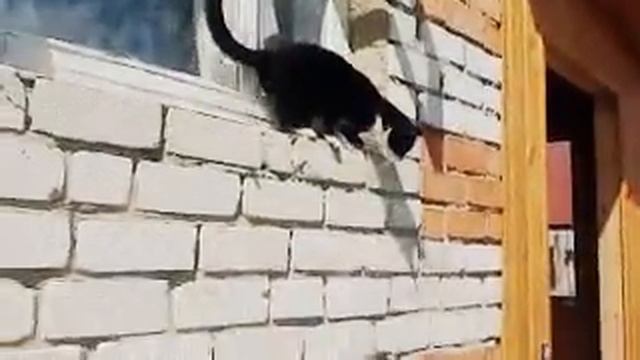 Кот-форточник!!! Смотреть всем как он прыгает с такой высоты