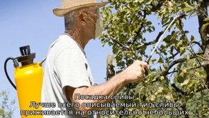 Слива Маньчжурская Красавица