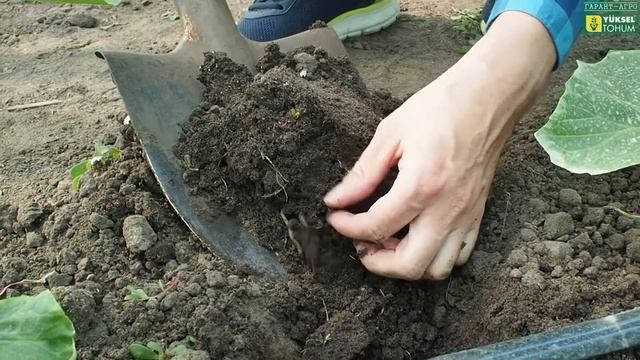 Диаметр корневой ОГУРЦОВ Лютояр F1 и Вятич F1. Экстра, ортофосфорная кислота, метионин, аргинин смотреть онлайн