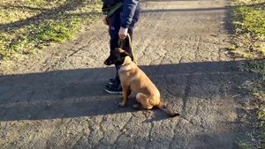 МАЛИНУА КОМАНДА РЯДОМ ПОВОРОТЫ НА МЕСТЕ