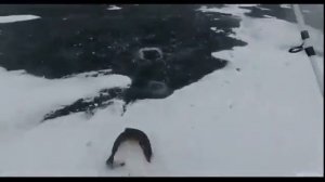 Рыбалка на Новой земле Голец