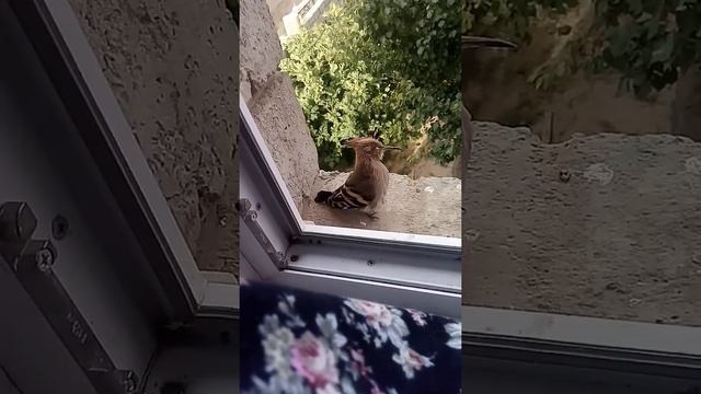 Интересно .Худ худ (удот) . смотреть онлайн