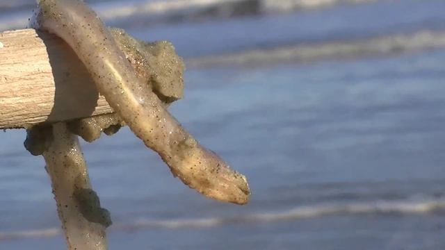 Страшный детёныш морской мурены! смотреть онлайн