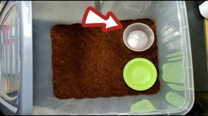 самые нужные вещи для начинающих улитководов. вещи для улиток ахатин. #улиткиахатины #улитки