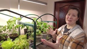 ФИТОЛАМПА БЕЗ ОБМАНА! Новая светодиодная фитолампа полного спектра у моей рассады
