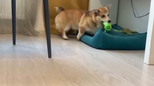 ЛУЧШАЯ ИГРУШКА ДЛЯ СОБАК по версии Сэдди | gigwi - интерактивная кость