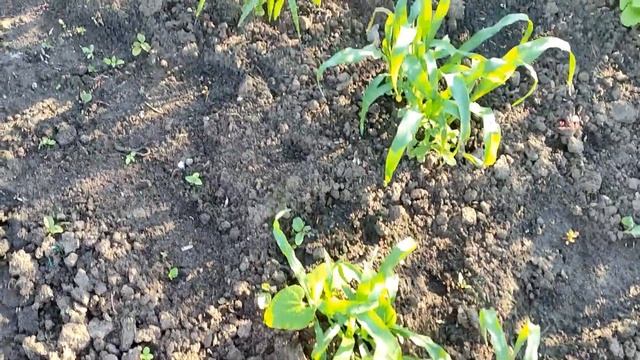 ?????КАКИЕ ОГОРОДНЫЕ КУЛЬТУРЫ ВЫ ЕЩЕ УСПЕВАЕТЕ ПОСЕЯТЬ В ИЮНЕ! смотреть онлайн