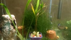 Пельвикахромис Пульхер или Попугайчик (Pelvicachromis pulcher) Содержание Разведение Уход