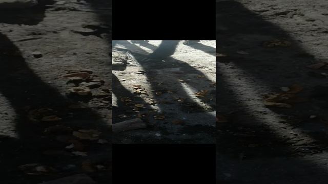 теленки кушают грецкие орехи