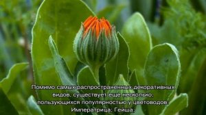 Календула цветок-ноготок — как выглядит и где растет