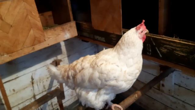 Зима, а в курятнике жизнь бьет ключом! смотреть онлайн