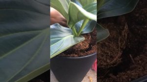 How to grow Medinilla flower pot