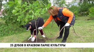 25 дубов высадили в Краевом парке культуры в Хабаровске