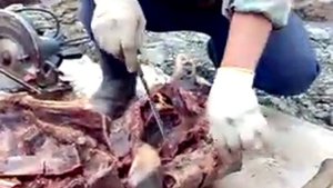 Олень разделка в ручную