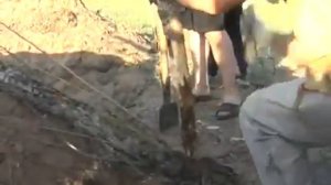 Зепп Хольцер Пермакультура с нуля 2