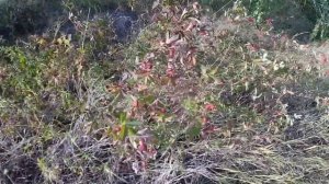 Путешествие по Азовскому немецкому национальному району Омской области_Travel to the Omsk region