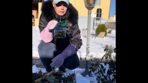 Осенняя обрезка парковых роз