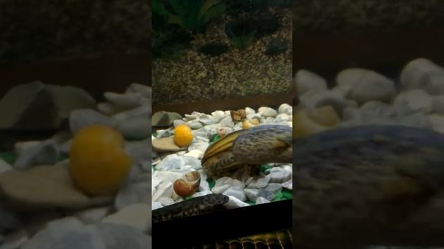 тритоны и лягушка обедают смотреть онлайн