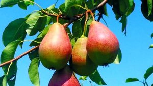 Как омолодить старое плодовое дерево.