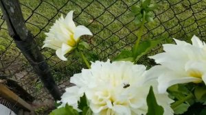 Георгин Флерель ( Флёр ) . Dahlia maxi Fleurel .